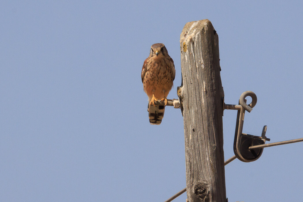 Kestrel (Falcon Tinnunculus)
