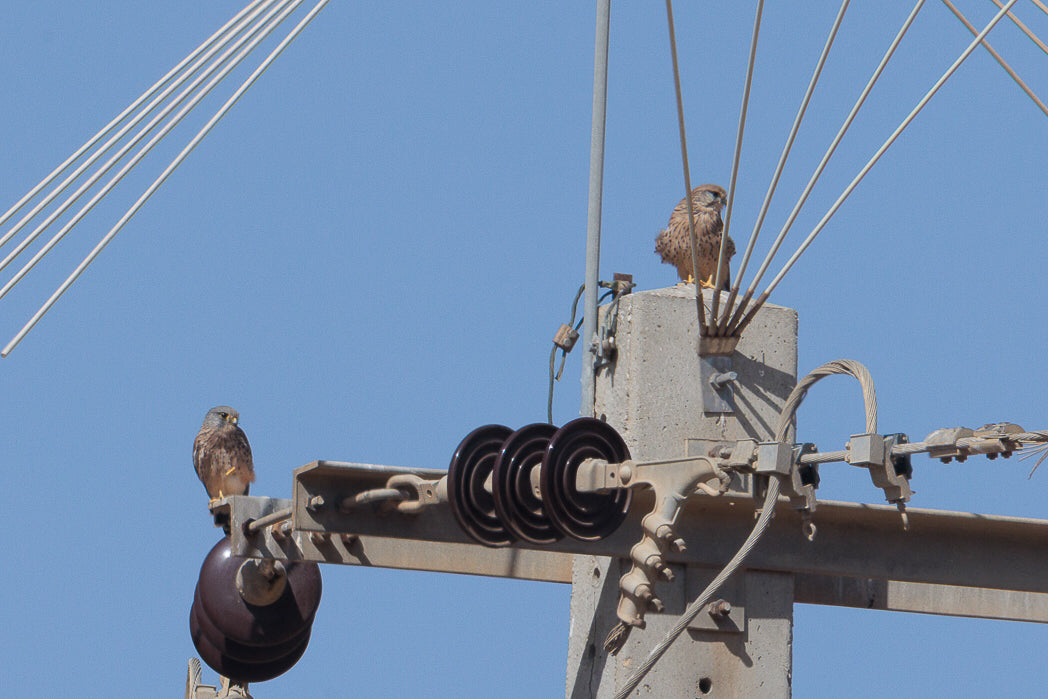 Kestrel (Falcon Tinnunculus)