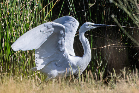 Little Egret (Egretta Garzetta)