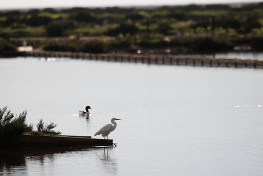 Little Egret (Egretta Garzetta)