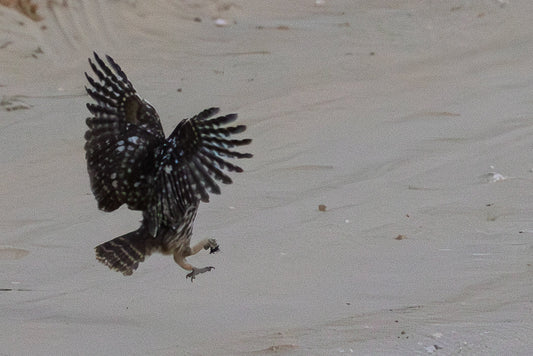 Little Owl (Athene noctua)