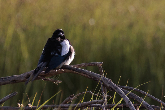 Magpie, Eurasian Magpie (Pica pica)