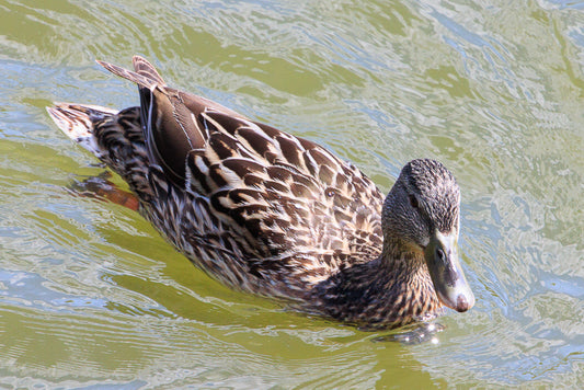 Mallard (Anas platyrhynchos)