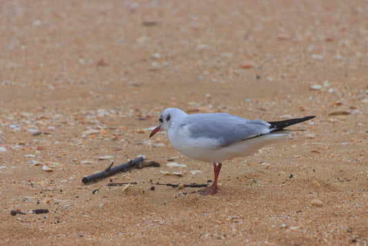 Mediterranean gull (Ichthyaetus melanocephalus)