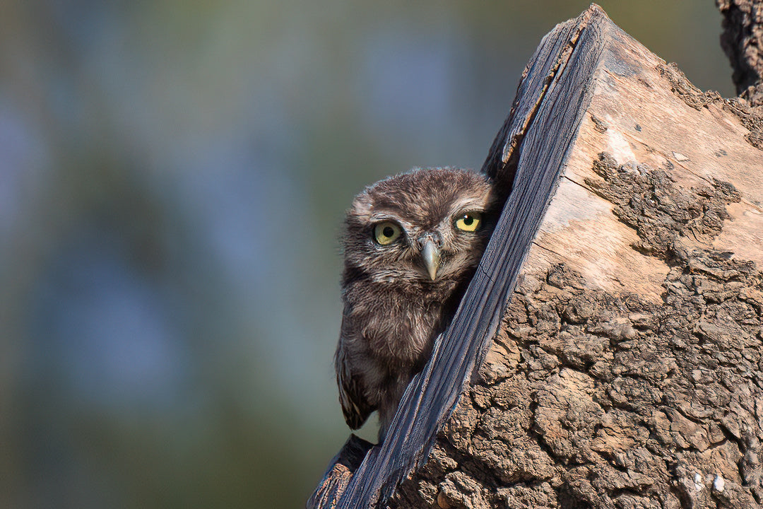 Coruja-pequena (Athene noctua)