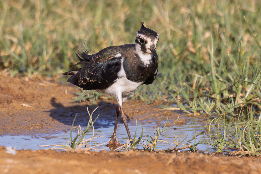 Northern lapwing (Vanellus vanellus)