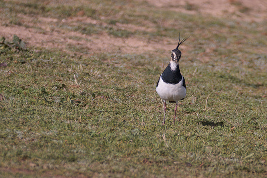 Northern lapwing (Vanellus vanellus)