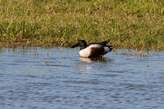 Northern shoveler (Anas clypeata)