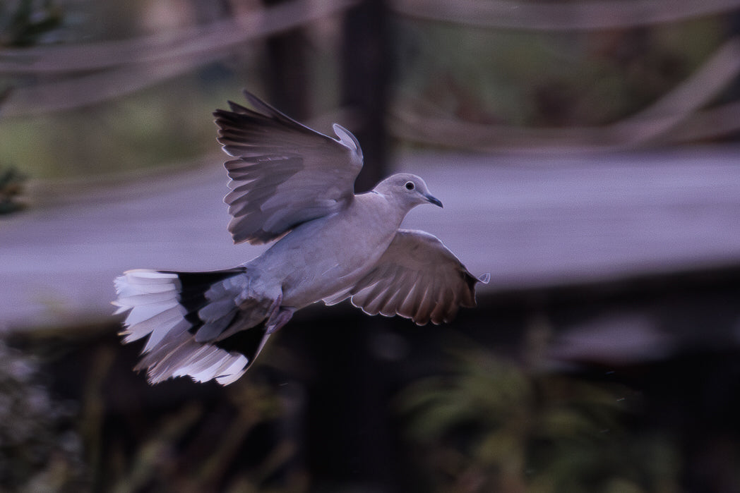 Pombo (Columba livia)