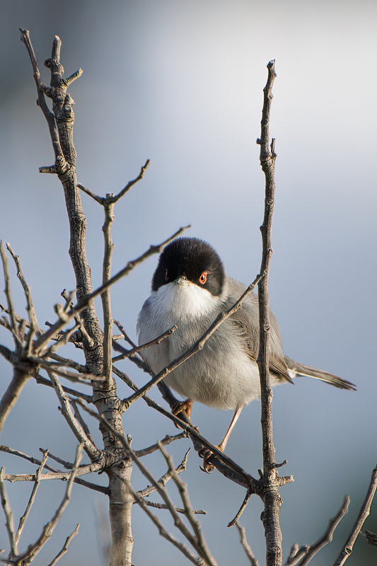 Sardinian Warbler (Sylvia melanocephala)