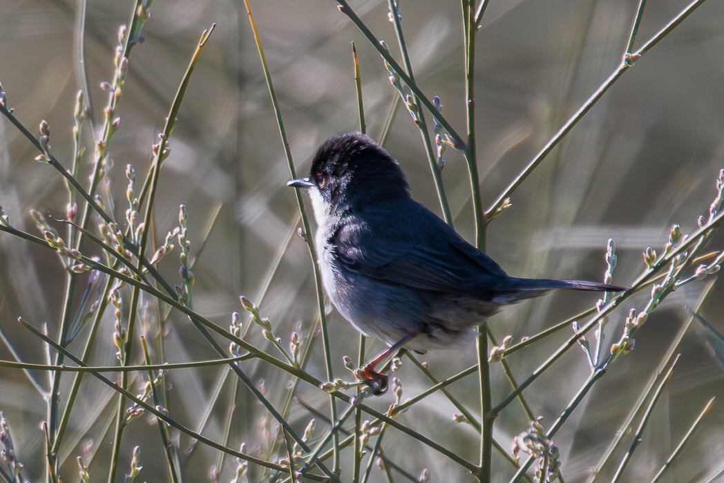 Sardinian Warbler (Sylvia melanocephala)