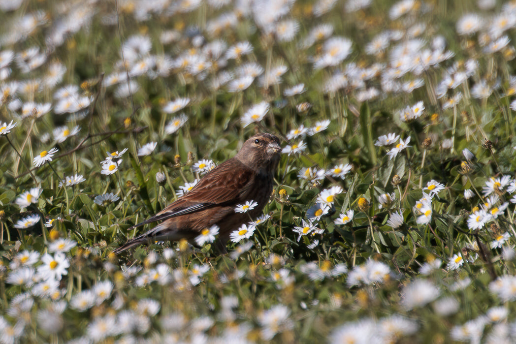 Pardal (Passer domesticus)