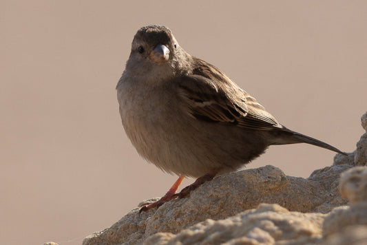 Sparow (Passer Domesticus)