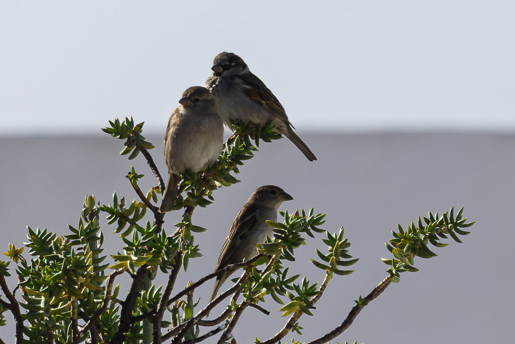 Pardal Comum (Passer Domesticus)
