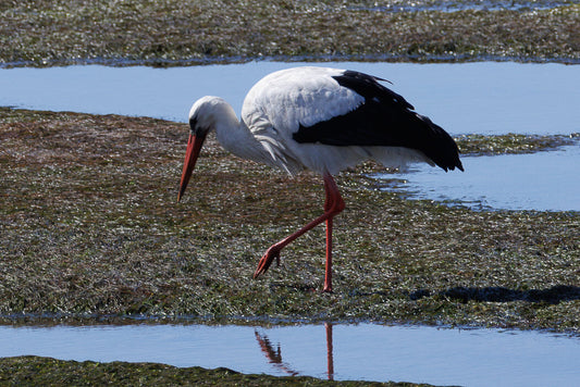 Stork (Ciconia, ciconia)