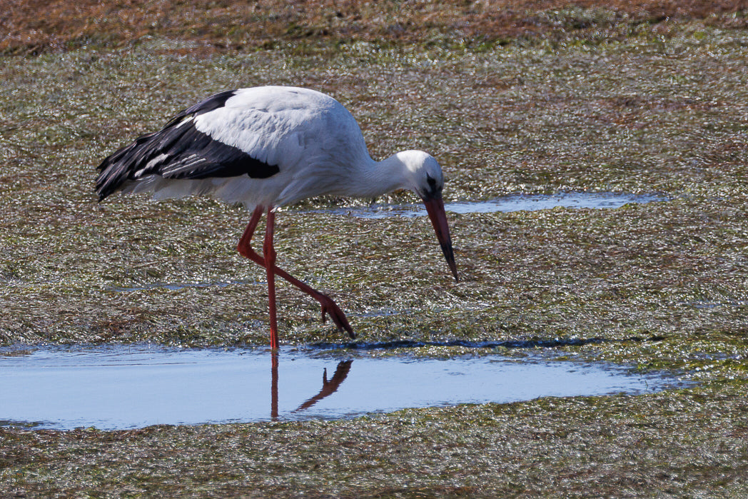 Stork (Ciconia, ciconia)