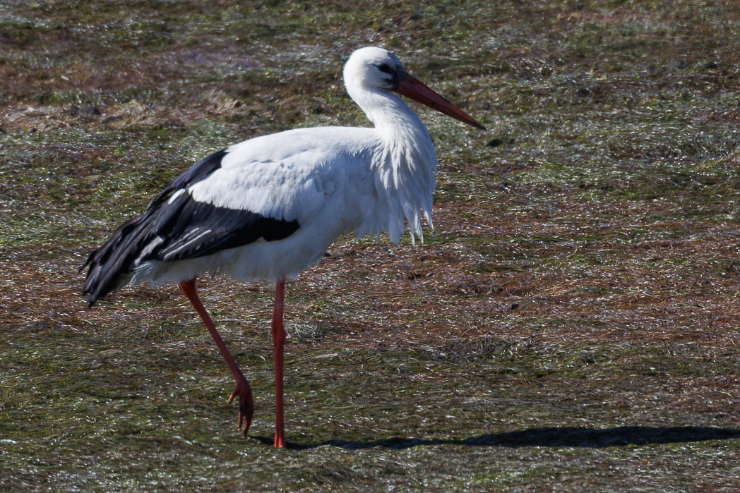 Stork (Ciconia, ciconia)