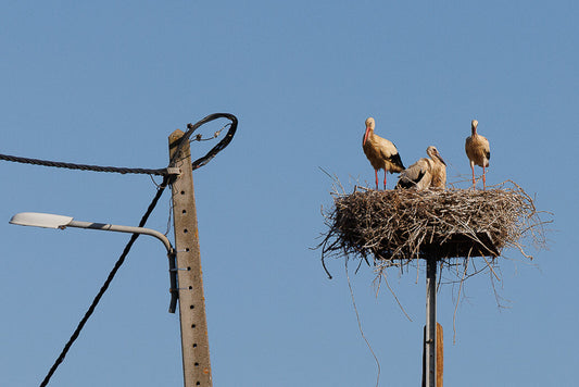 Stork (Ciconia, ciconia)