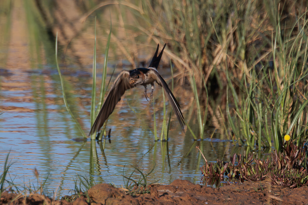 Andorinha-das-chaminés (Hirundo rustica)