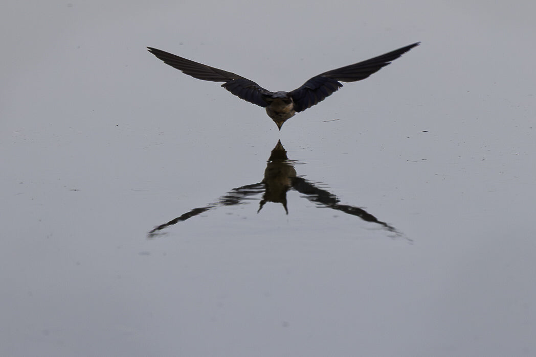 Andorinha-das-chaminés (Hirundo rustica)