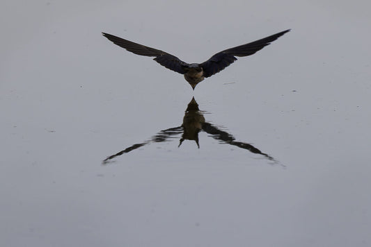 Barn swallow (Hirundo rustica)