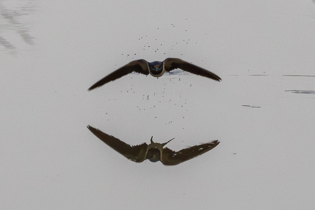 Andorinha-das-chaminés (Hirundo rustica)