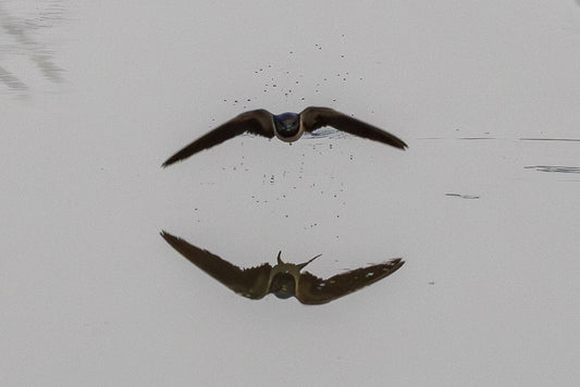 Barn swallow (Hirundo rustica)