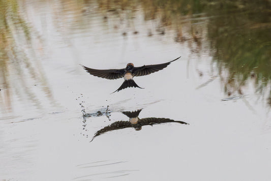 Barn swallow (Hirundo rustica)