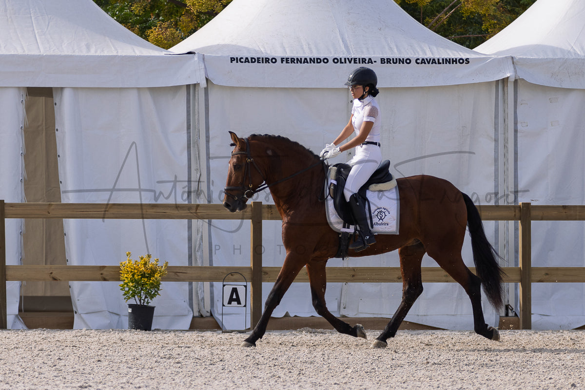 A rider in white equestrian attire rides a brown horse during a dressage or eventing competition in an outdoor arena, with white event tents and a wooden fence in the background.