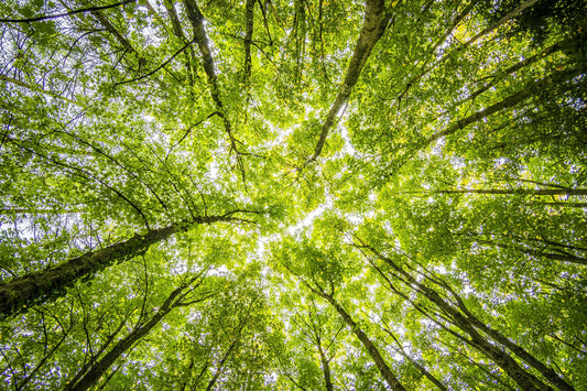 View from below looking up at a canopy of green trees