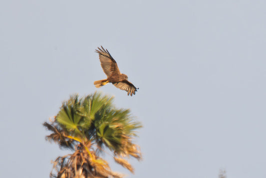 Western Marsh Harrier (Accipitridae)