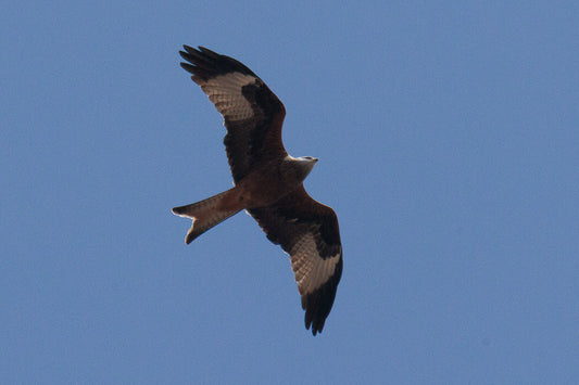 Western Marsh Harrier (Accipitridae)