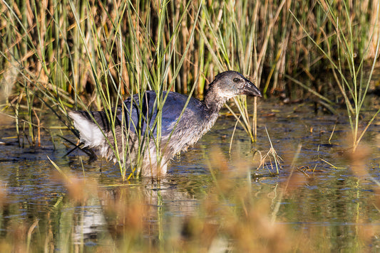 Western swamphen (Porphyrio porphyrio)