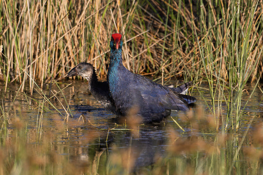 Western swamphen (Porphyrio porphyrio)