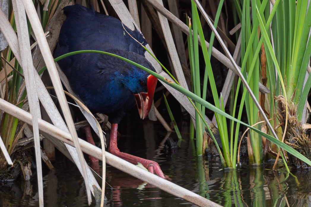 Western swamphen (Porphyrio porphyrio)