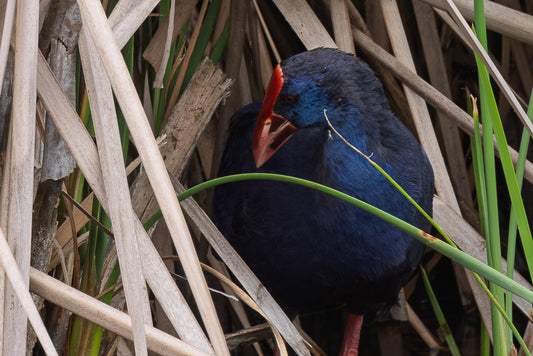 Western swamphen (Porphyrio porphyrio)