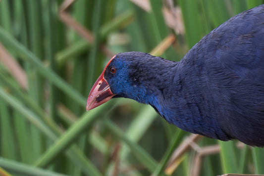 Western swamphen (Porphyrio porphyrio)
