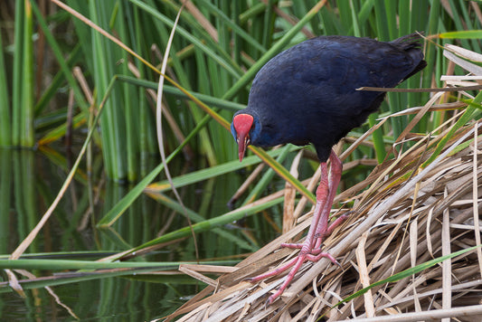 Western swamphen (Porphyrio porphyrio)