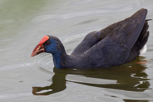 Western swamphen (Porphyrio porphyrio)