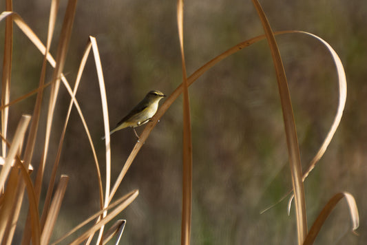 Western yellow wagtail (Motacilla flava)