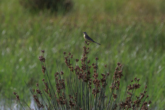 Western yellow wagtail (Motacilla flava)