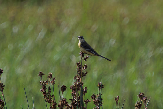 Western yellow wagtail (Motacilla flava)