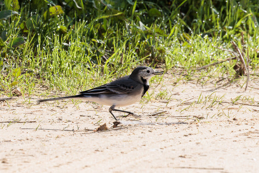 White Wagtail (Motacilla alba)