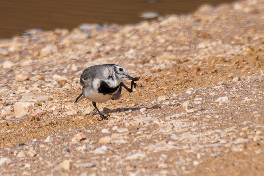 White Wagtail (Motacilla alba)