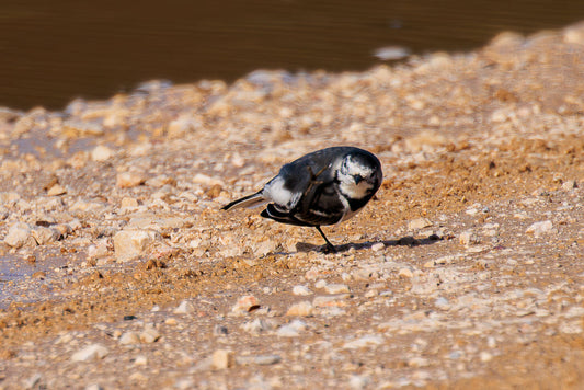 White Wagtail (Motacilla alba)