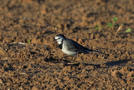 White Wagtail (Motacilla alba)