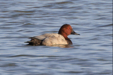 Pochard swimming on a body of water