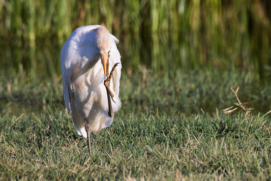 Western cattle Egret (Bubulcus ibis)