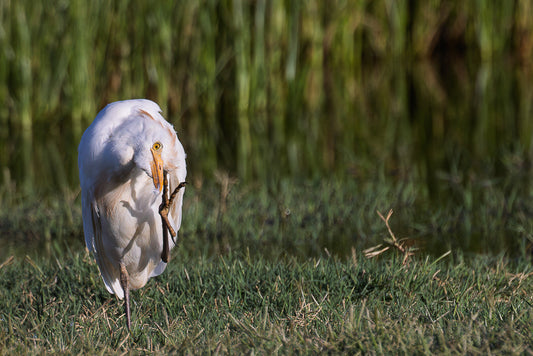 Western cattle Egret (Bubulcus ibis)
