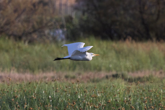 Western cattle Egret (Bubulcus ibis)